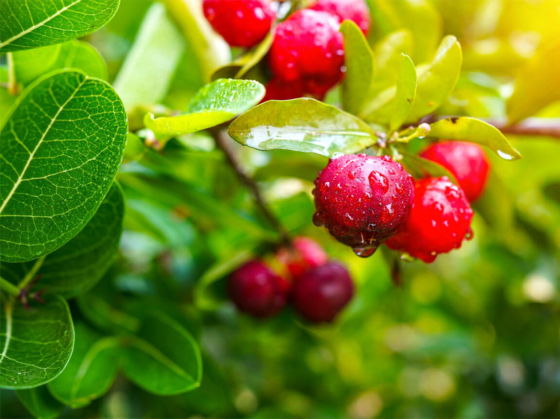 acerola 