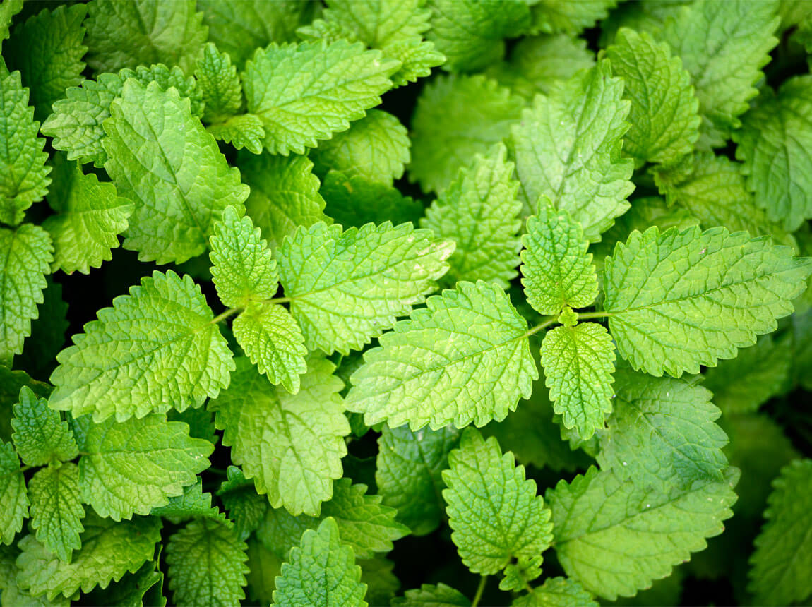 nettle