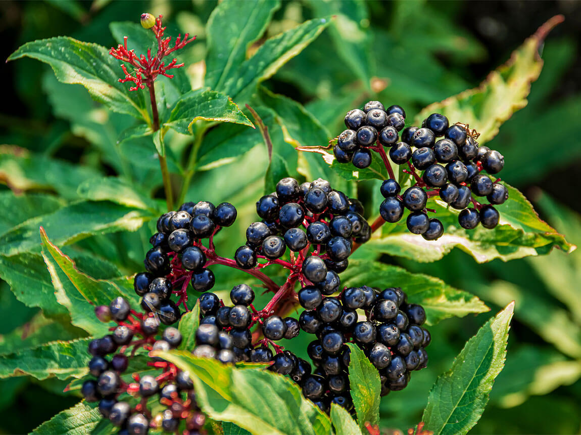 elderberry