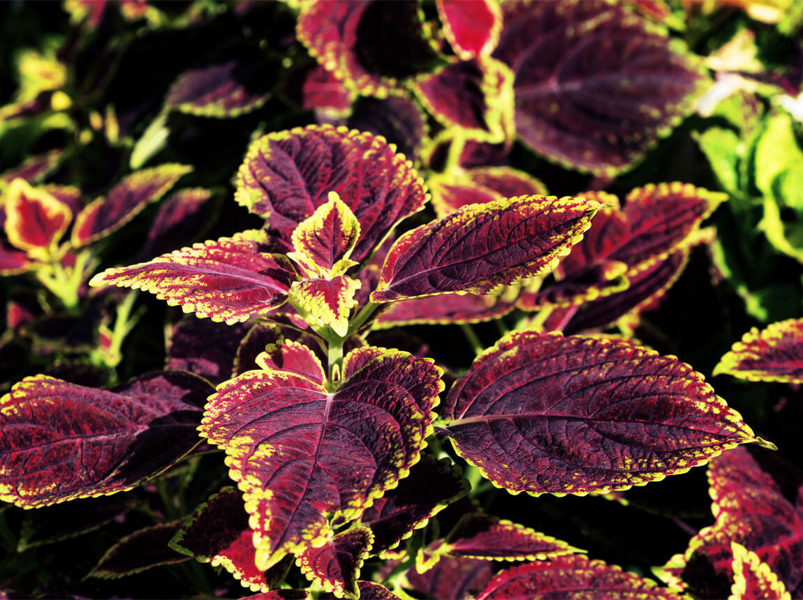 Coleus Forskohlii