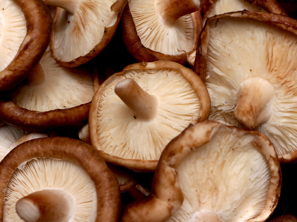 The shiitake mushroom (Lentinula edodes)