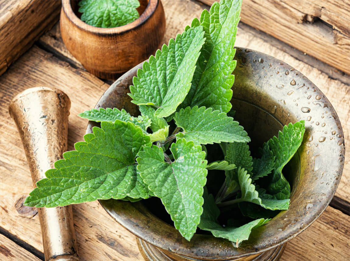 lemon balm