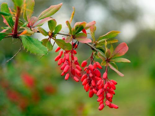 What is berberine worth combining with?