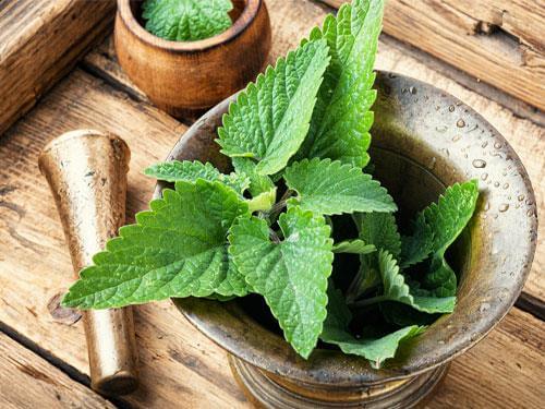 What should lemon balm be combined with?