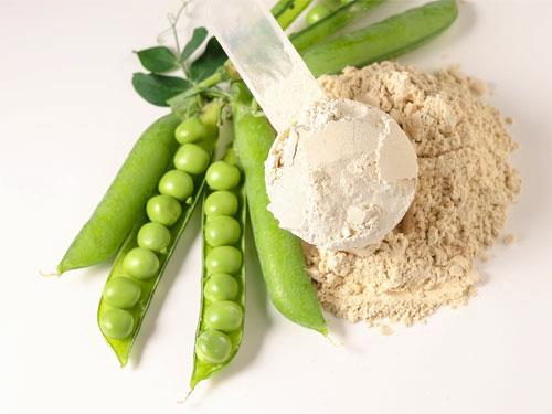 Is plant protein easily digestible?