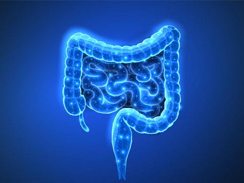 How does glutamine affect the intestines?