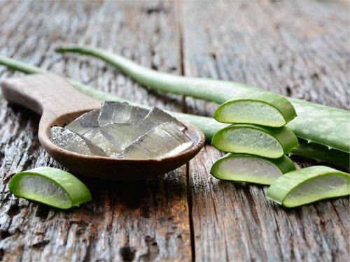 Aloe vera – properties, effects and uses