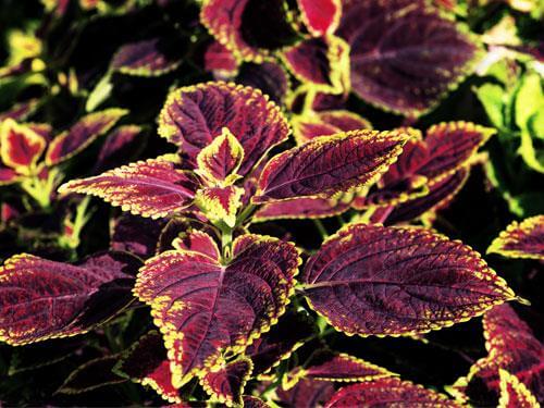 Indian nettle (Forskolin) – dosage and effects