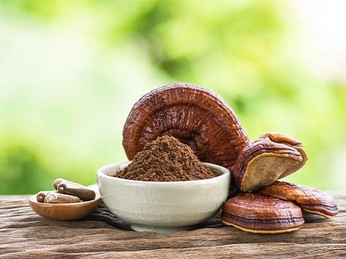 Reishi mushroom – what does it help with, how does it work, and how should it be used?
