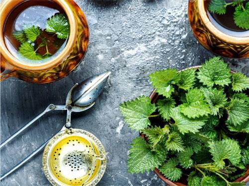Common nettle – properties, effects and uses