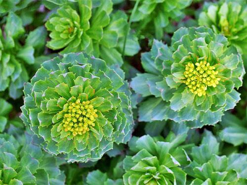 Rhodiola Rosea – golden root use in sport