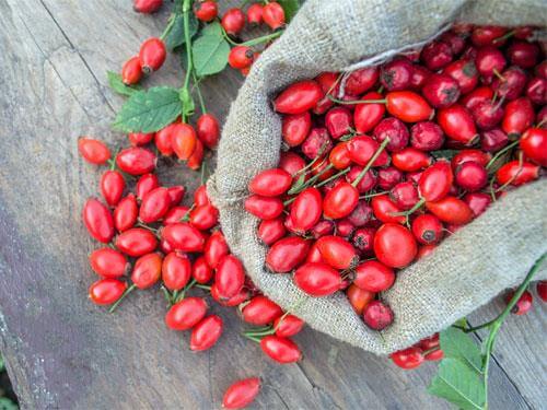 Wild rose – properties and medicinal effects