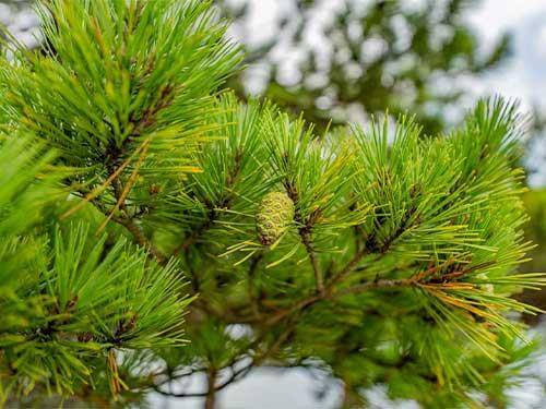 Sea pine extract – properties and uses