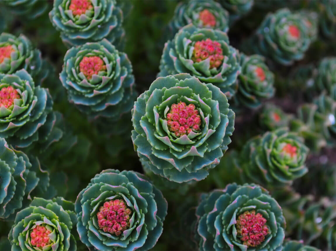rhodiola rosea