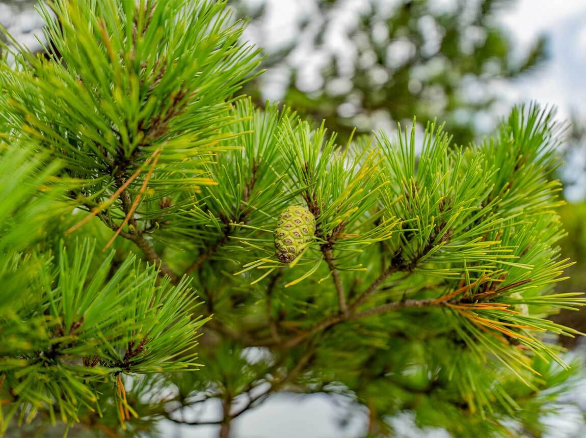 pine extract